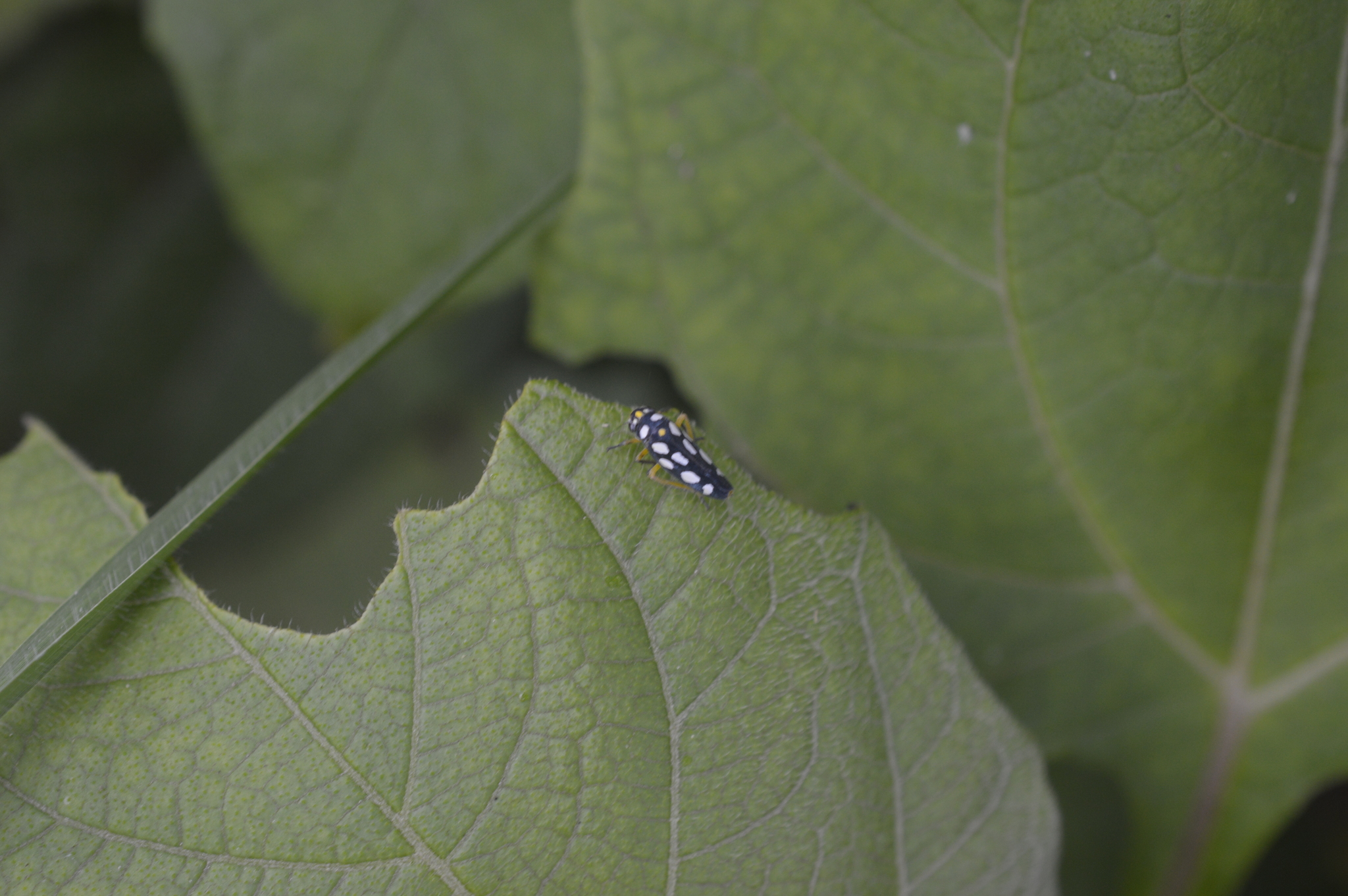 Cicadellidae image