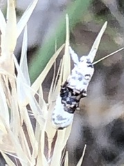 Piloprepes antidoxa