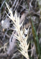 Piloprepes antidoxa