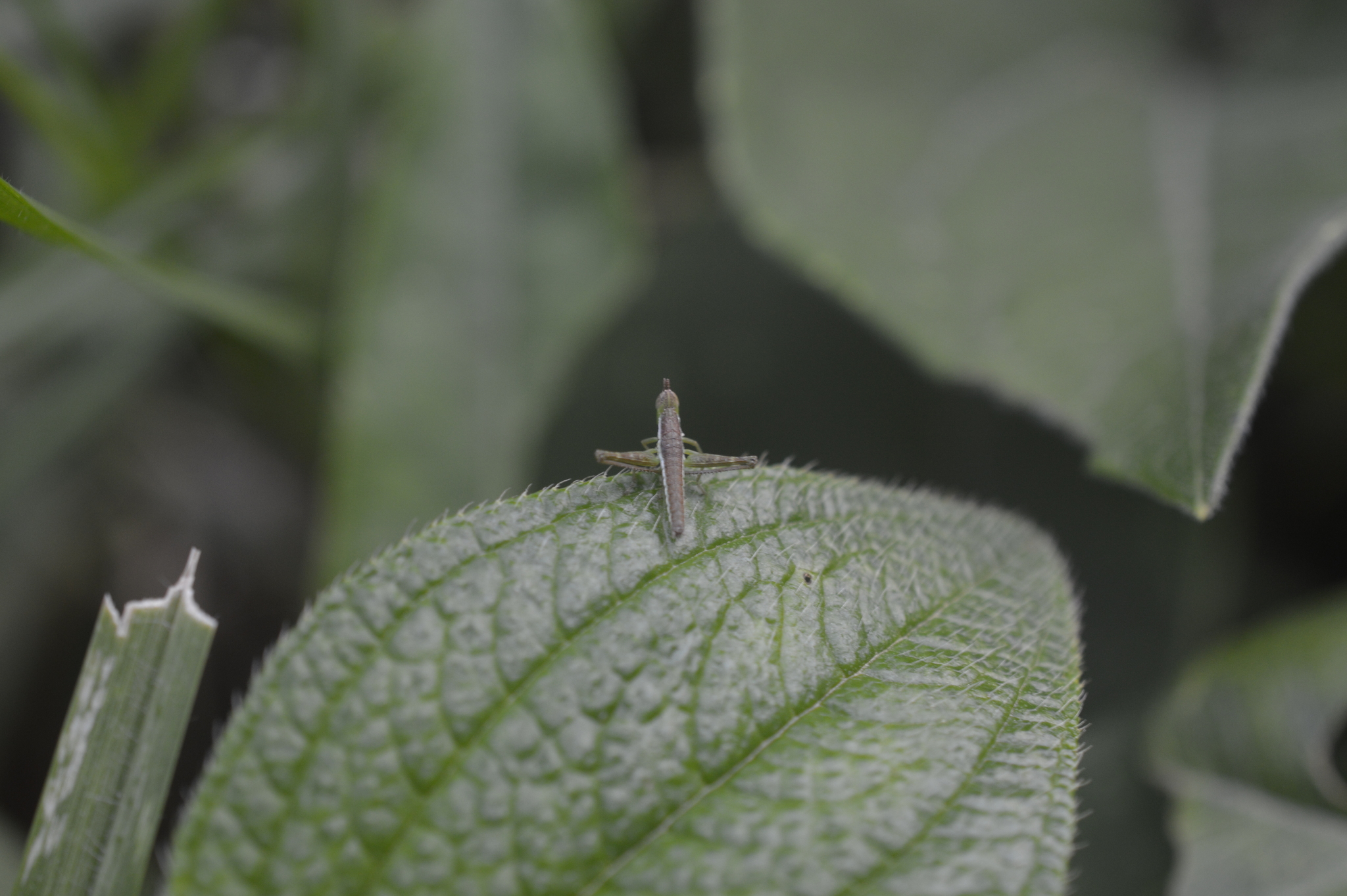 Paramastax annulipes image