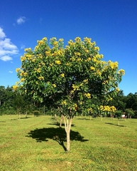Senna macranthera