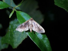 Achrosis