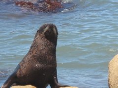 Arctocephalus australis