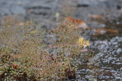 Rotala tenuis