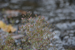 Rotala tenuis