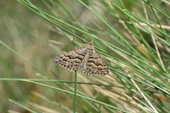 Chrysolarentia nephodes