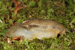 Drusia ibera