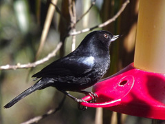 Diglossa lafresnayii