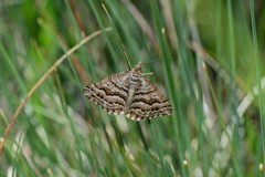 Chrysolarentia nephodes