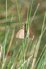 Chrysolarentia nephodes