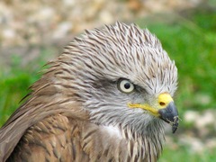 Milvus milvus milvus