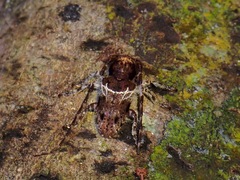 Mispila venosa