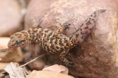 Pachydactylus capensis