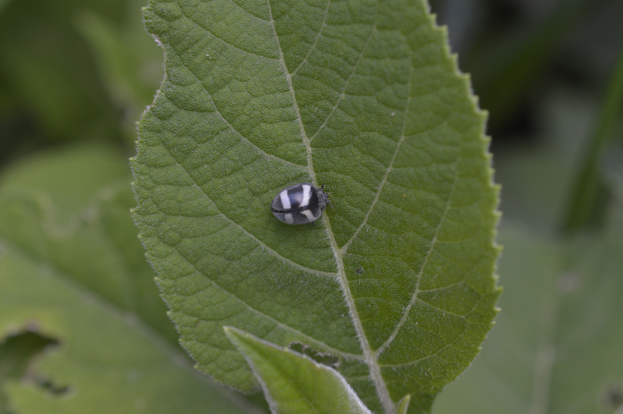 Coccinellidae image