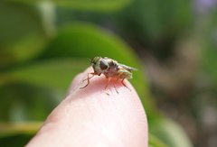 Odontomyia fulviceps