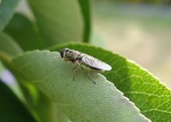 Odontomyia fulviceps