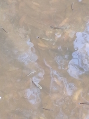 Pseudoxiphophorus bimaculatus