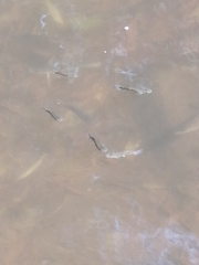 Pseudoxiphophorus bimaculatus