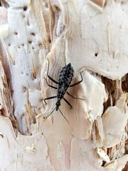 Piestolestes obscurus