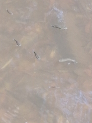 Pseudoxiphophorus bimaculatus