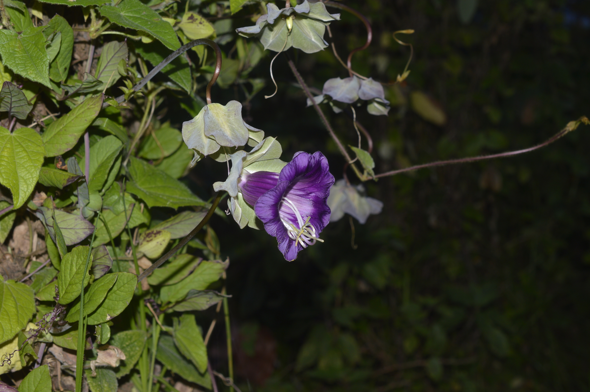 Cobaea scandens image