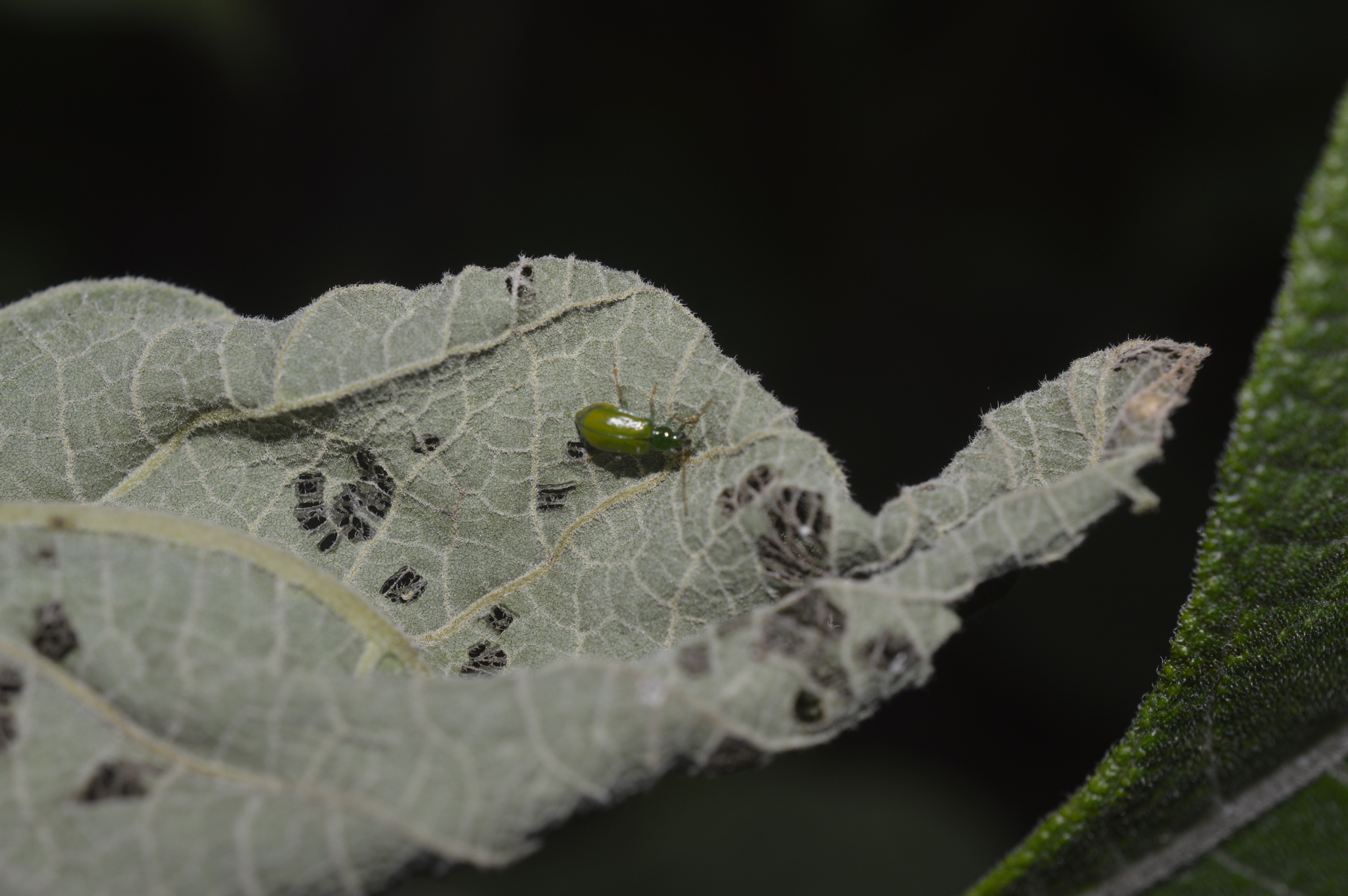 Diabrotica image