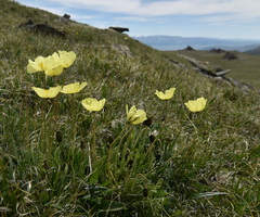 Papaver pseudocanescens