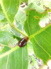 Platymela sticticollis