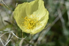 Papaver pseudocanescens