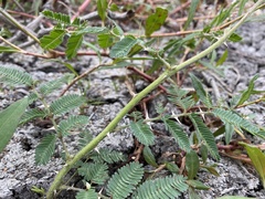 Mimosa asperata
