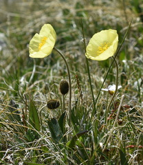 Papaver pseudocanescens