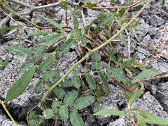 Mimosa asperata