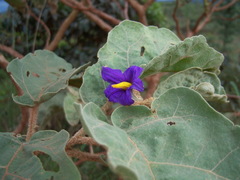 Solanum lycocarpum