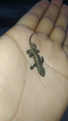 Sceloporus grammicus