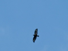 Buteo buteo buteo