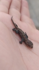 Sceloporus grammicus