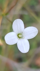 Mitrasacme polymorpha