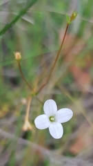 Mitrasacme polymorpha