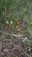 Mitrasacme polymorpha