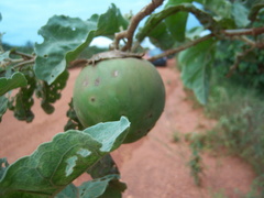 Solanum lycocarpum