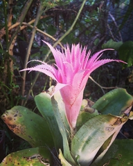 Aechmea fasciata