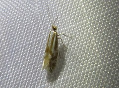 Argyresthia abdominalis