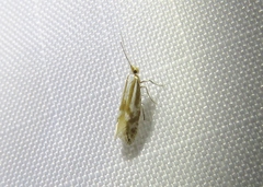Argyresthia abdominalis
