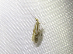 Argyresthia abdominalis