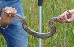 Crotalus polystictus