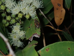 Eristalinus punctulatus