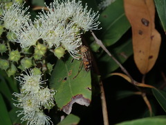 Eristalinus punctulatus