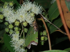 Eristalinus punctulatus