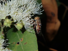 Eristalinus punctulatus