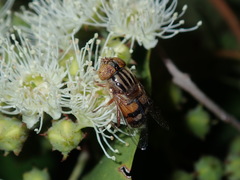 Eristalinus punctulatus